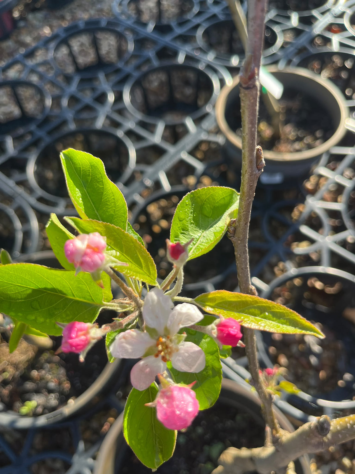 PL0103 Apple, Malus domestica Golden Delicious, 金冠苹果, 25 cm Pot