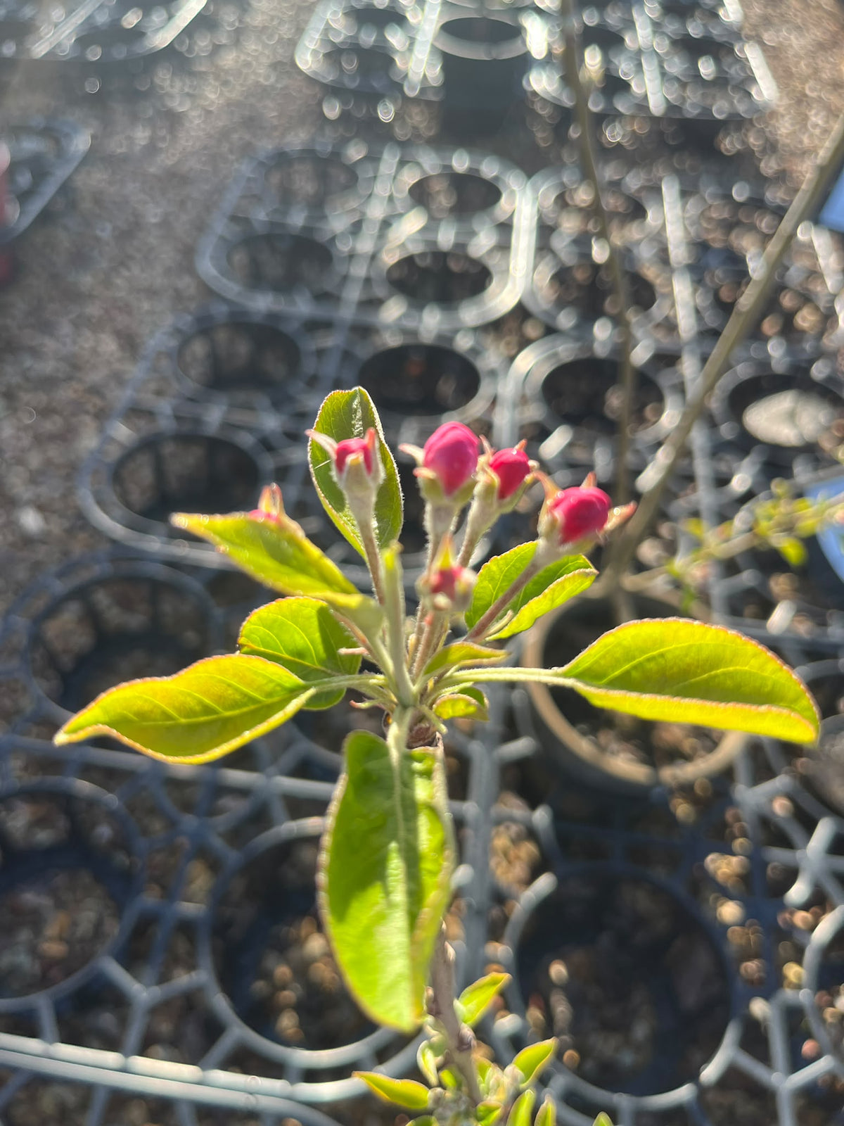 PL0103 Apple, Malus domestica Golden Delicious, 金冠苹果, 25 cm Pot