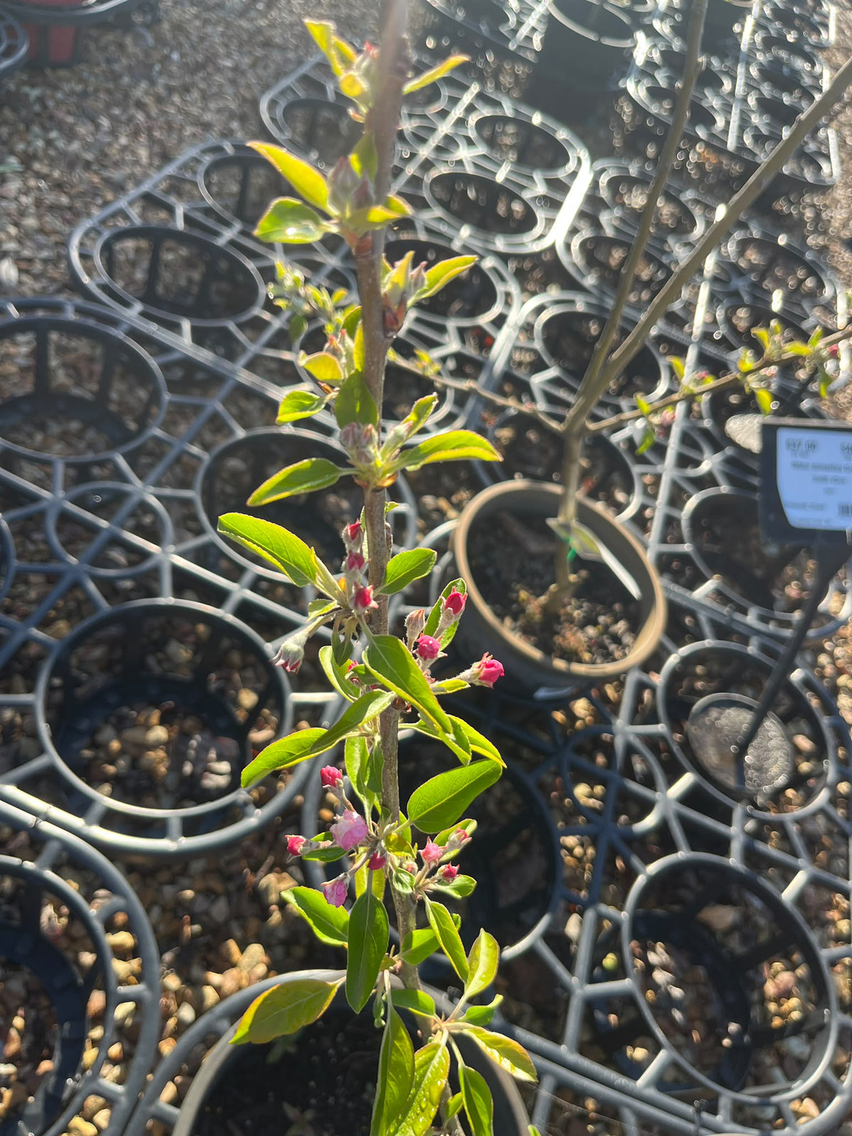 PL0103 Apple, Malus domestica Golden Delicious, 金冠苹果, 25 cm Pot