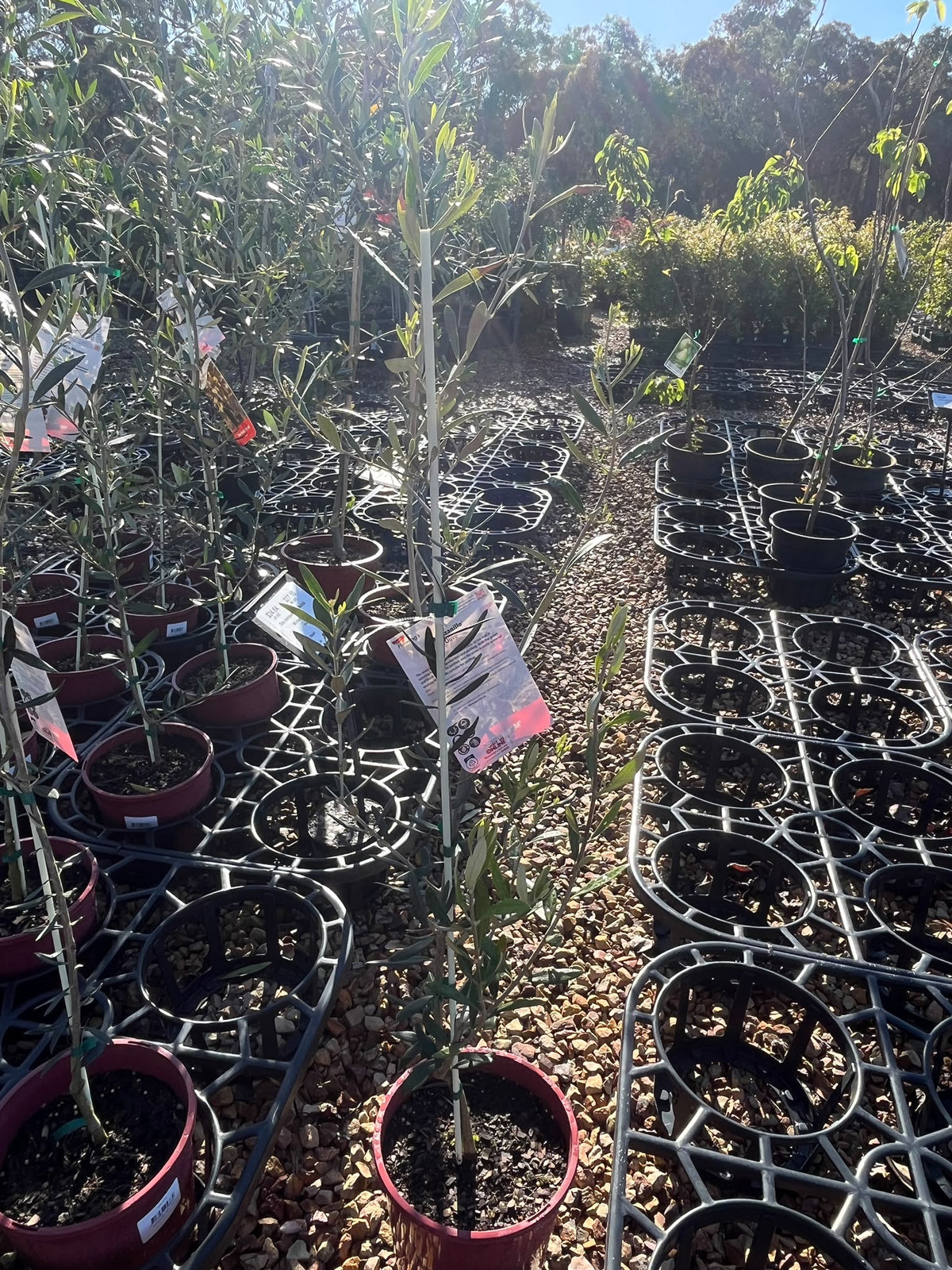 PL0106 Olive, Olea europaea New Norcia Mission, 油橄榄, 20 cm Pot