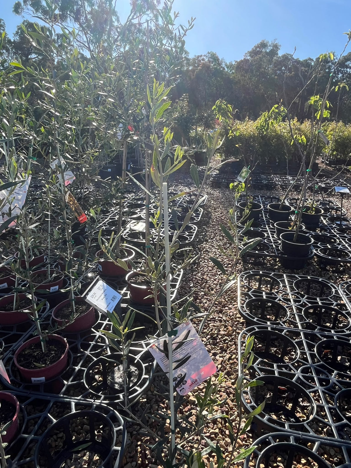 PL0106 Olive, Olea europaea New Norcia Mission, 油橄榄, 20 cm Pot