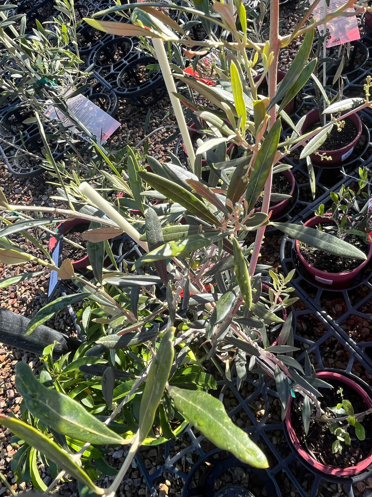 PL0106 Olive, Olea europaea New Norcia Mission, 油橄榄, 20 cm Pot