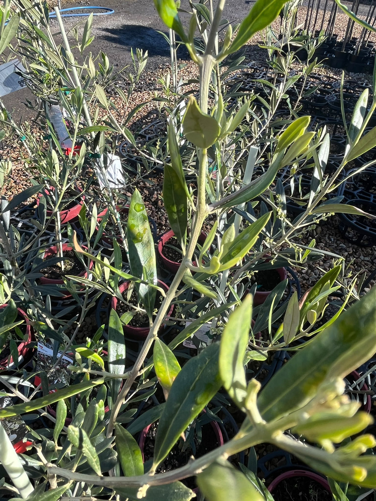 PL0106 Olive, Olea europaea New Norcia Mission, 油橄榄, 20 cm Pot