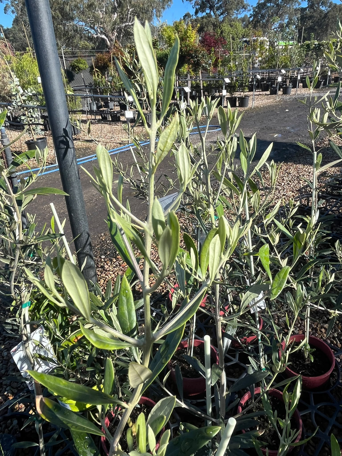 PL0106 Olive, Olea europaea New Norcia Mission, 油橄榄, 20 cm Pot