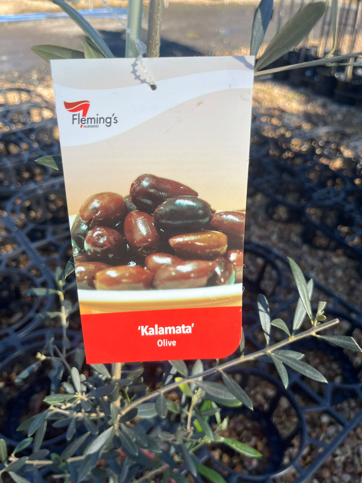 PL0107 Olive, Olea europaea Kalamata, 油橄榄, 20 cm Pot