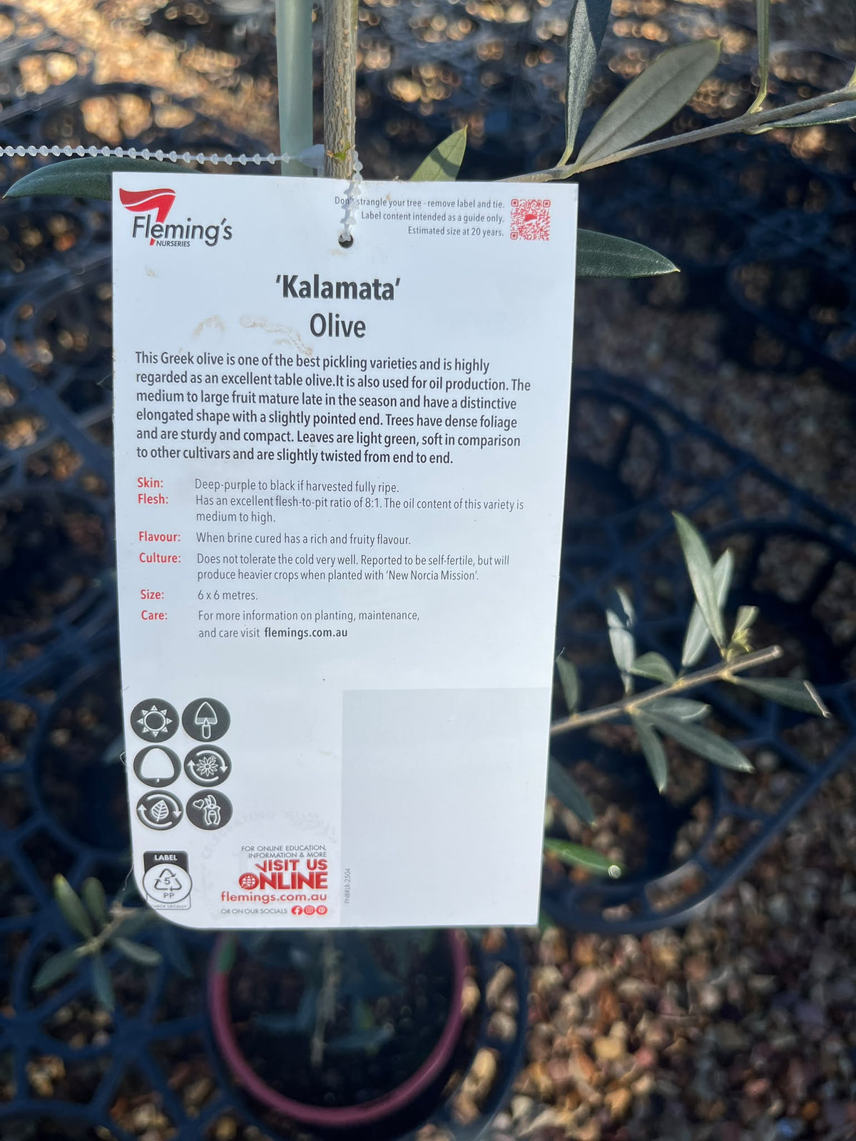 PL0107 Olive, Olea europaea Kalamata, 油橄榄, 20 cm Pot