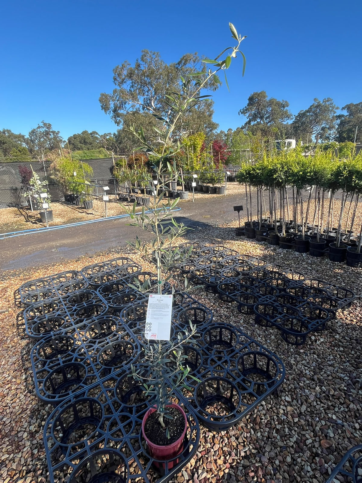 PL0107 Olive, Olea europaea Kalamata, 油橄榄, 20 cm Pot