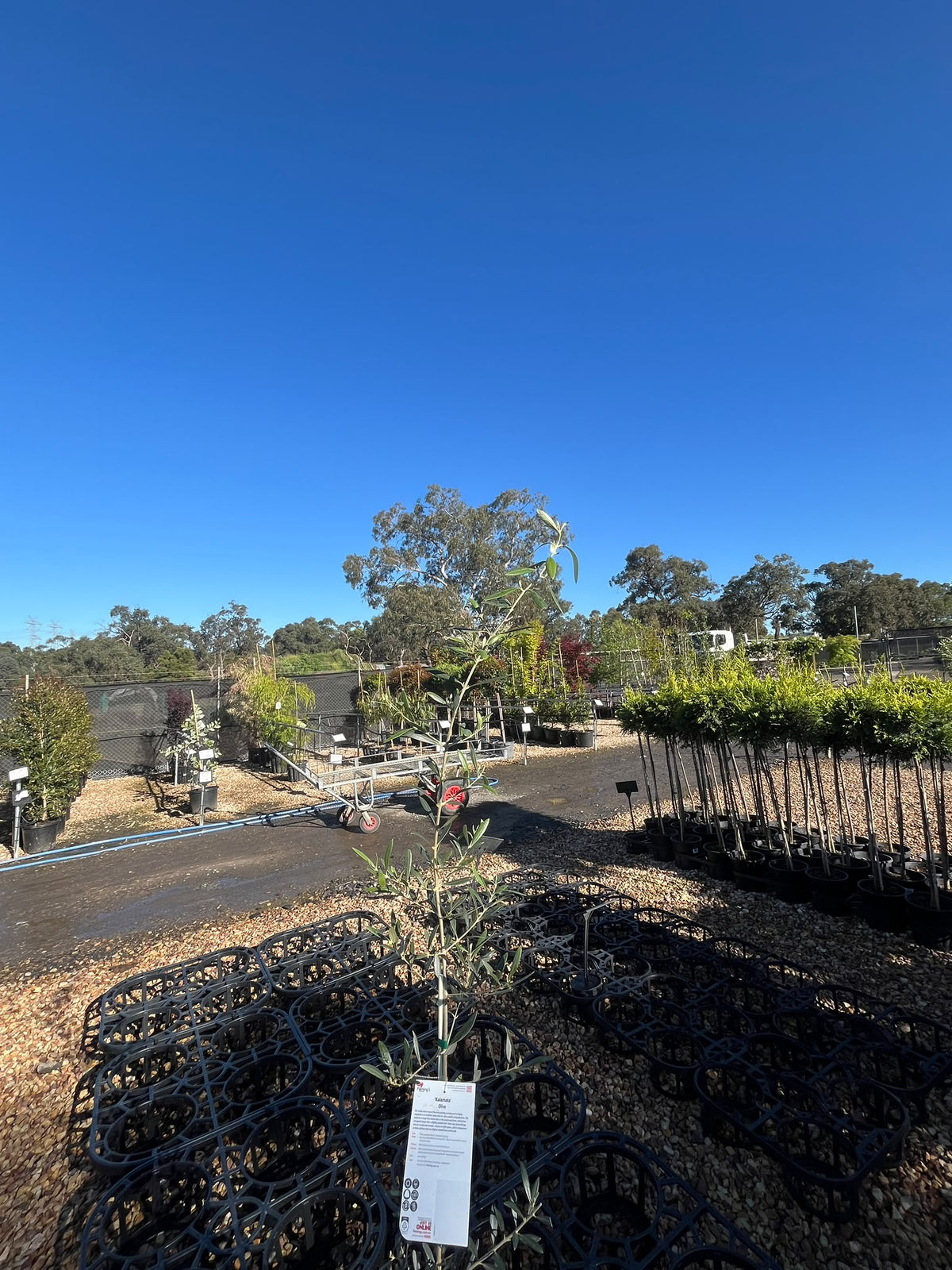 PL0107 Olive, Olea europaea Kalamata, 油橄榄, 20 cm Pot