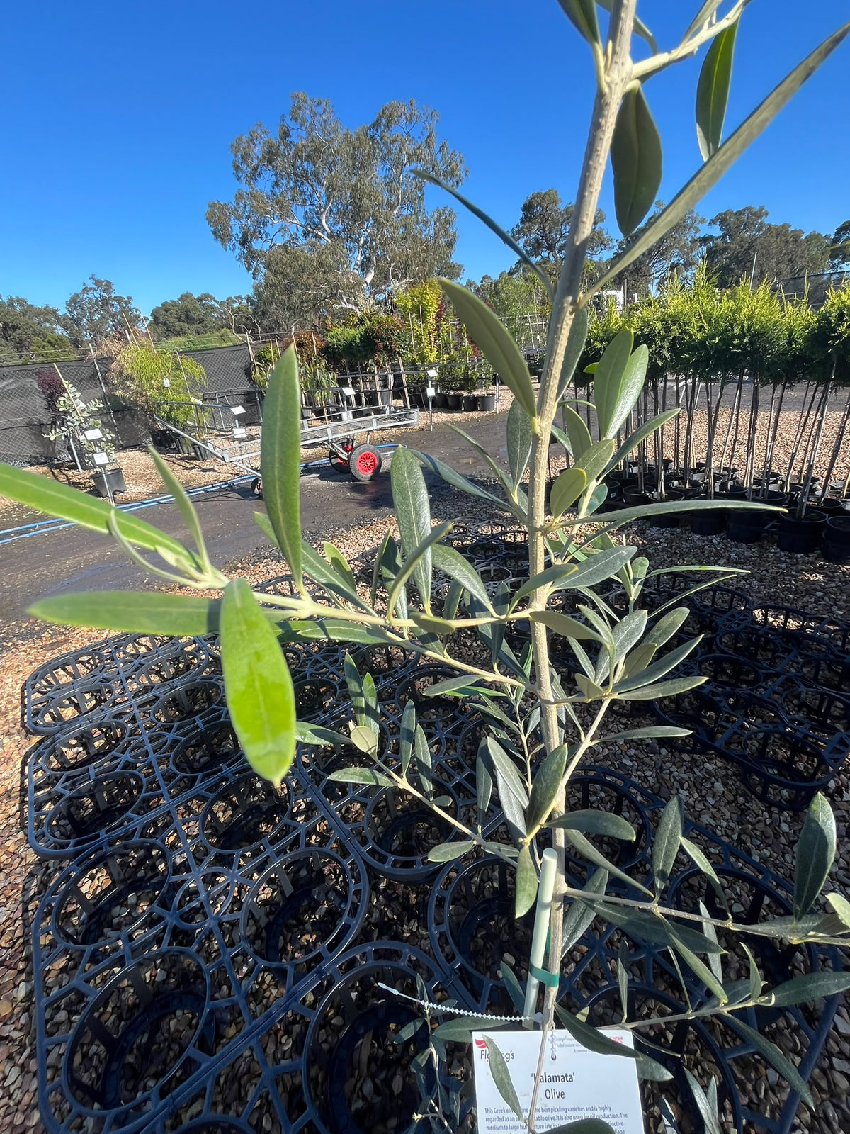 PL0107 Olive, Olea europaea Kalamata, 油橄榄, 20 cm Pot
