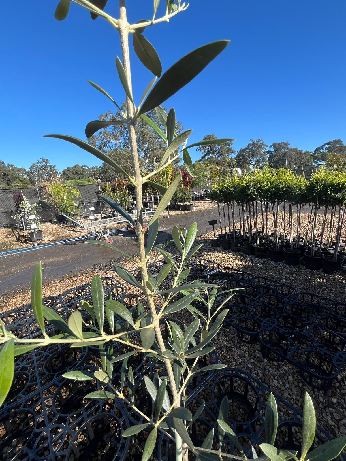 PL0107 Olive, Olea europaea Kalamata, 油橄榄, 20 cm Pot