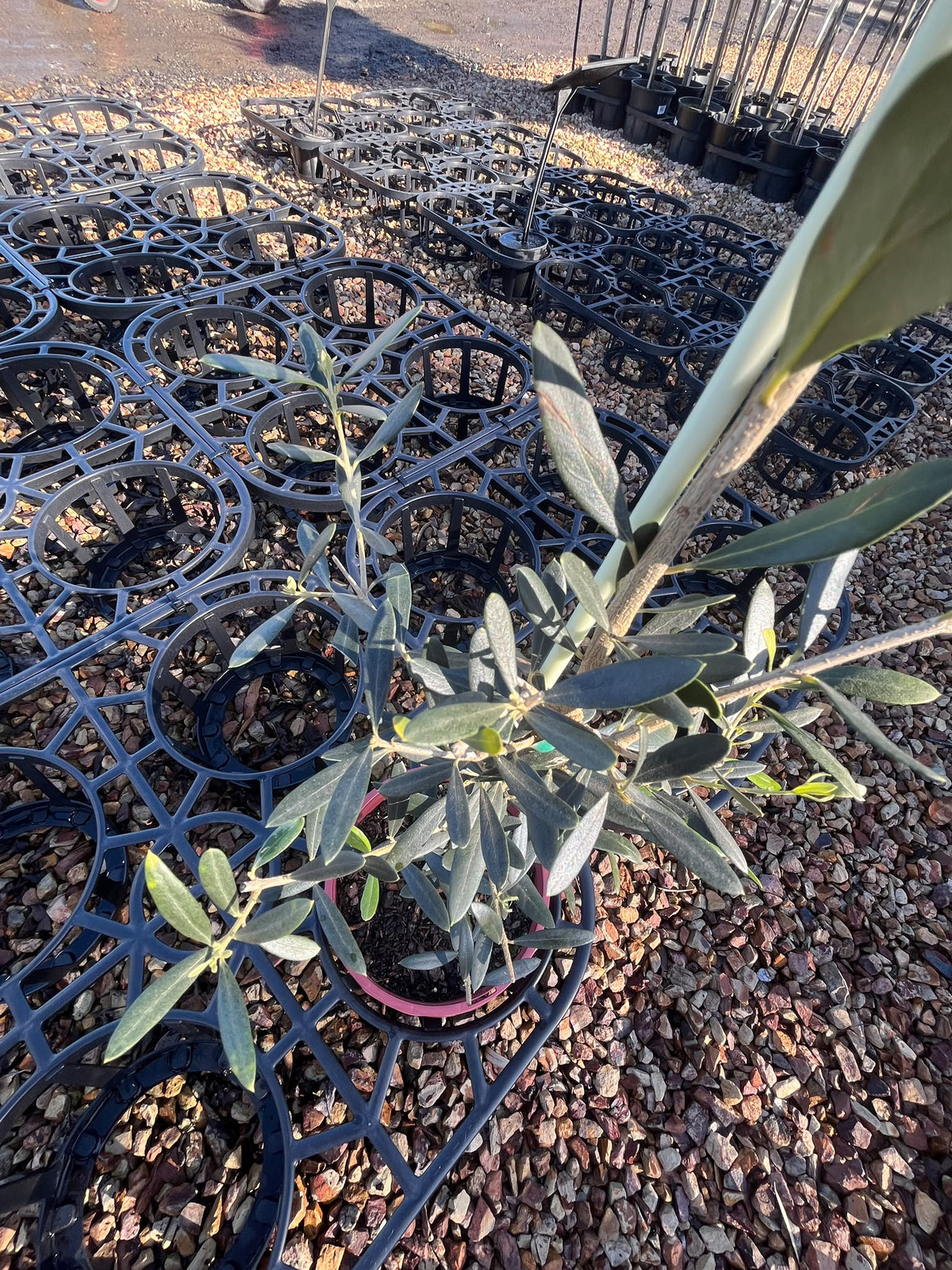 PL0107 Olive, Olea europaea Kalamata, 油橄榄, 20 cm Pot