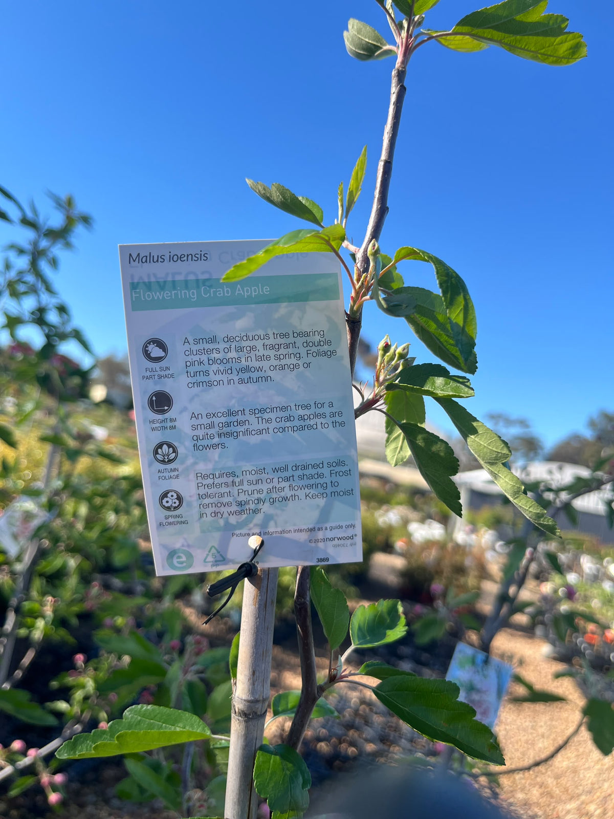 PL0109 Double Flowering Prairie Crabapple, Crab Apple, Malus ioensis Plena, 重瓣草原海棠, 30 cm Pot
