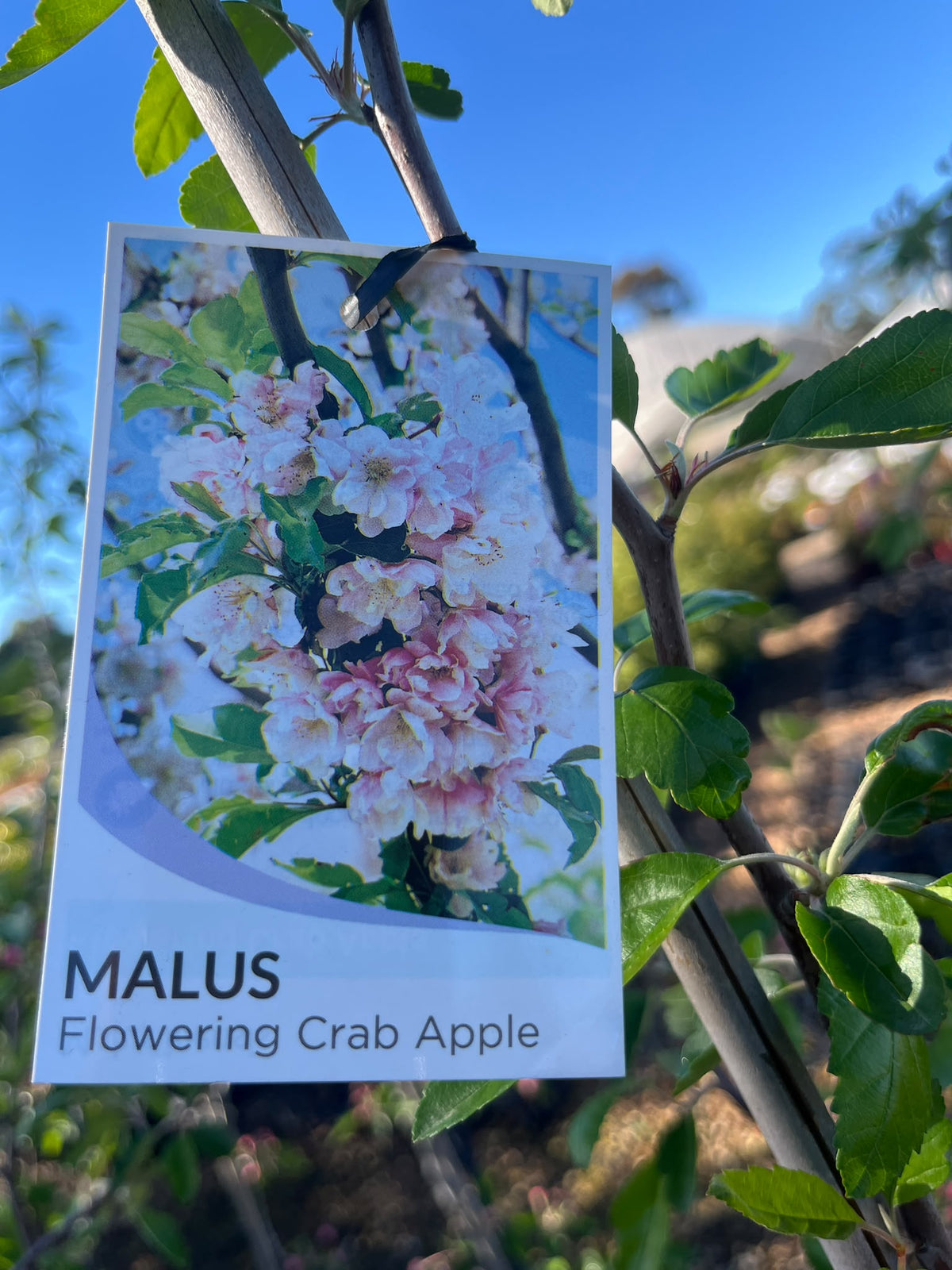 PL0109 Double Flowering Prairie Crabapple, Crab Apple, Malus ioensis Plena, 重瓣草原海棠, 30 cm Pot