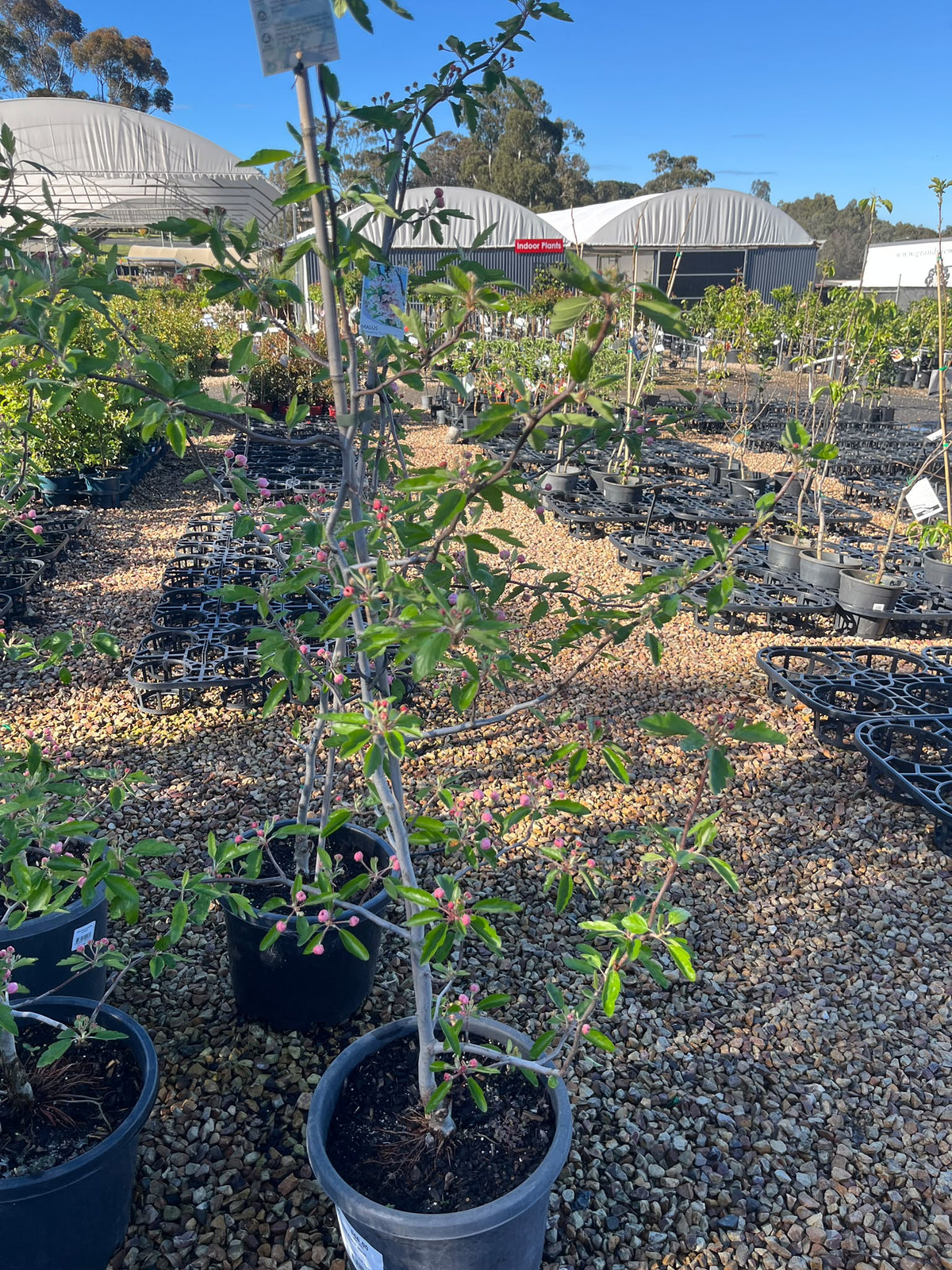 PL0109 Double Flowering Prairie Crabapple, Crab Apple, Malus ioensis Plena, 重瓣草原海棠, 30 cm Pot