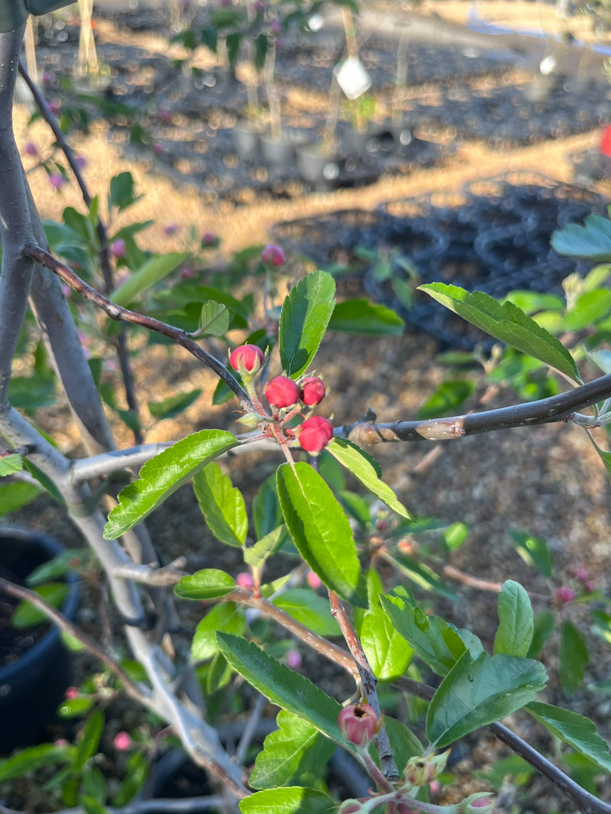 PL0109 Double Flowering Prairie Crabapple, Crab Apple, Malus ioensis Plena, 重瓣草原海棠, 30 cm Pot