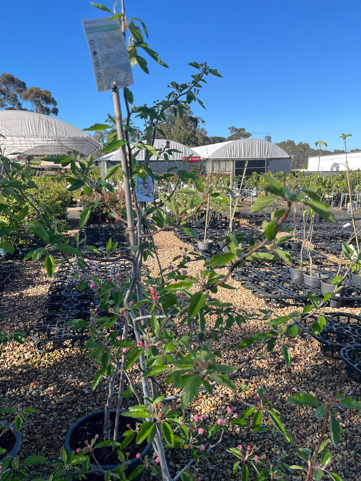 PL0109 Double Flowering Prairie Crabapple, Crab Apple, Malus ioensis Plena, 重瓣草原海棠, 30 cm Pot