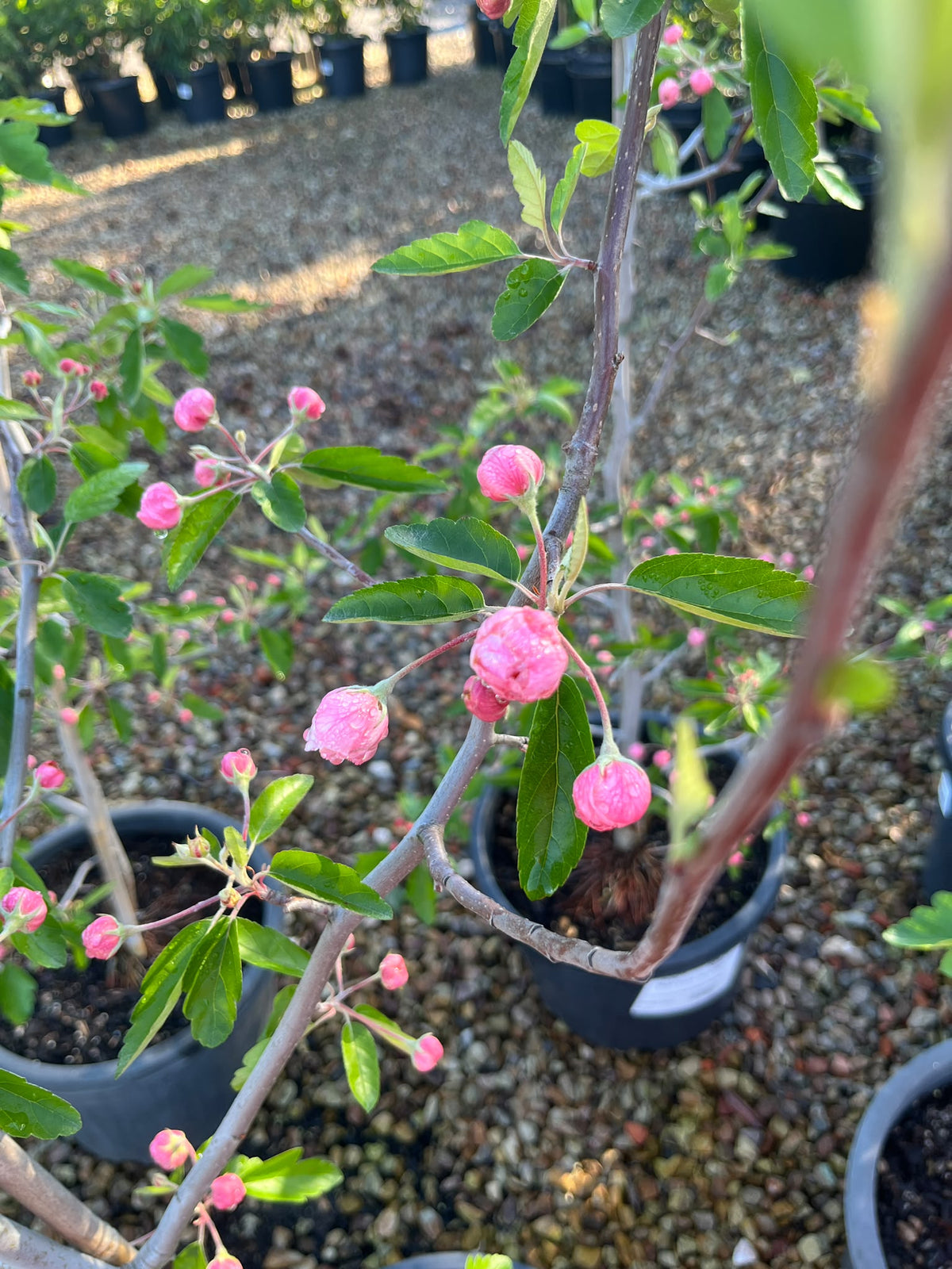 PL0109 Double Flowering Prairie Crabapple, Crab Apple, Malus ioensis Plena, 重瓣草原海棠, 30 cm Pot
