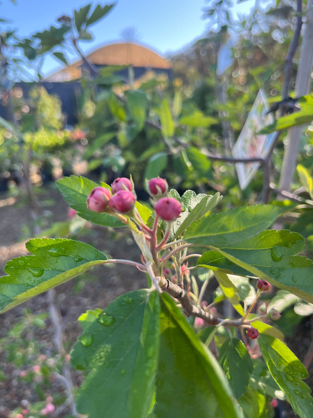 PL0109 Double Flowering Prairie Crabapple, Crab Apple, Malus ioensis Plena, 重瓣草原海棠, 30 cm Pot