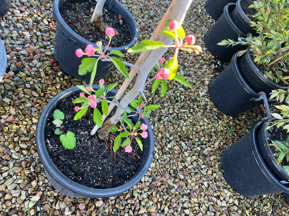 PL0109 Double Flowering Prairie Crabapple, Crab Apple, Malus ioensis Plena, 重瓣草原海棠, 30 cm Pot