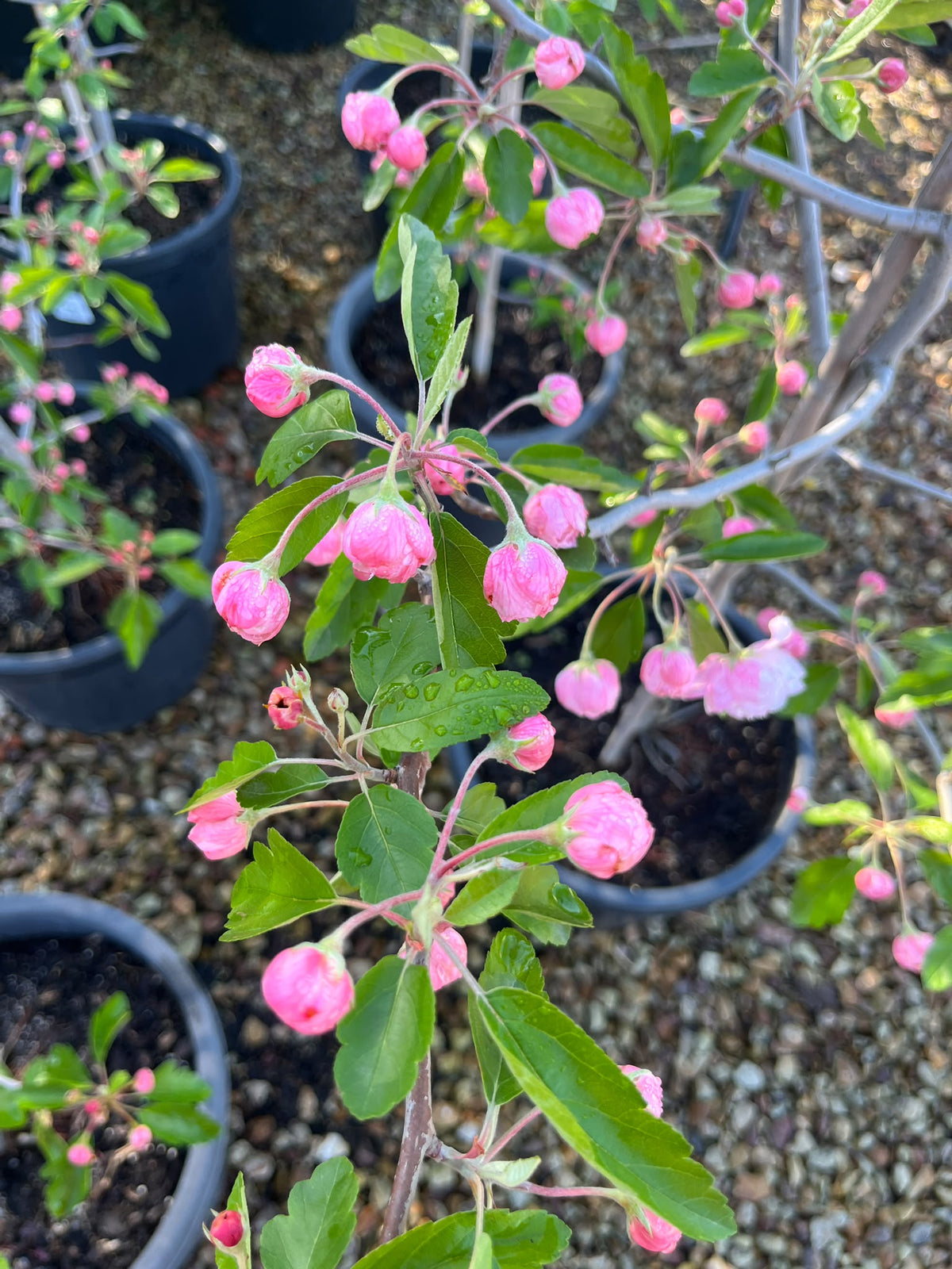 PL0109 Double Flowering Prairie Crabapple, Crab Apple, Malus ioensis Plena, 重瓣草原海棠, 30 cm Pot