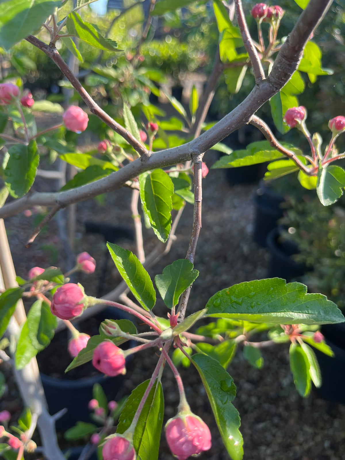 PL0109 Double Flowering Prairie Crabapple, Crab Apple, Malus ioensis Plena, 重瓣草原海棠, 30 cm Pot