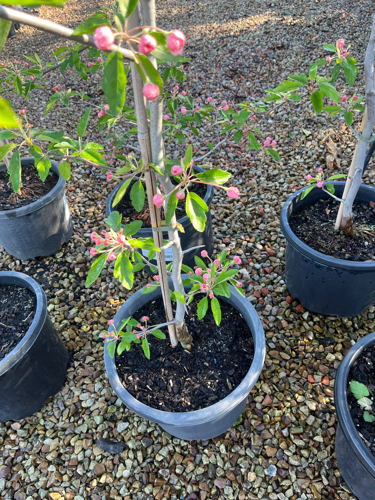 PL0109 Double Flowering Prairie Crabapple, Crab Apple, Malus ioensis Plena, 重瓣草原海棠, 30 cm Pot