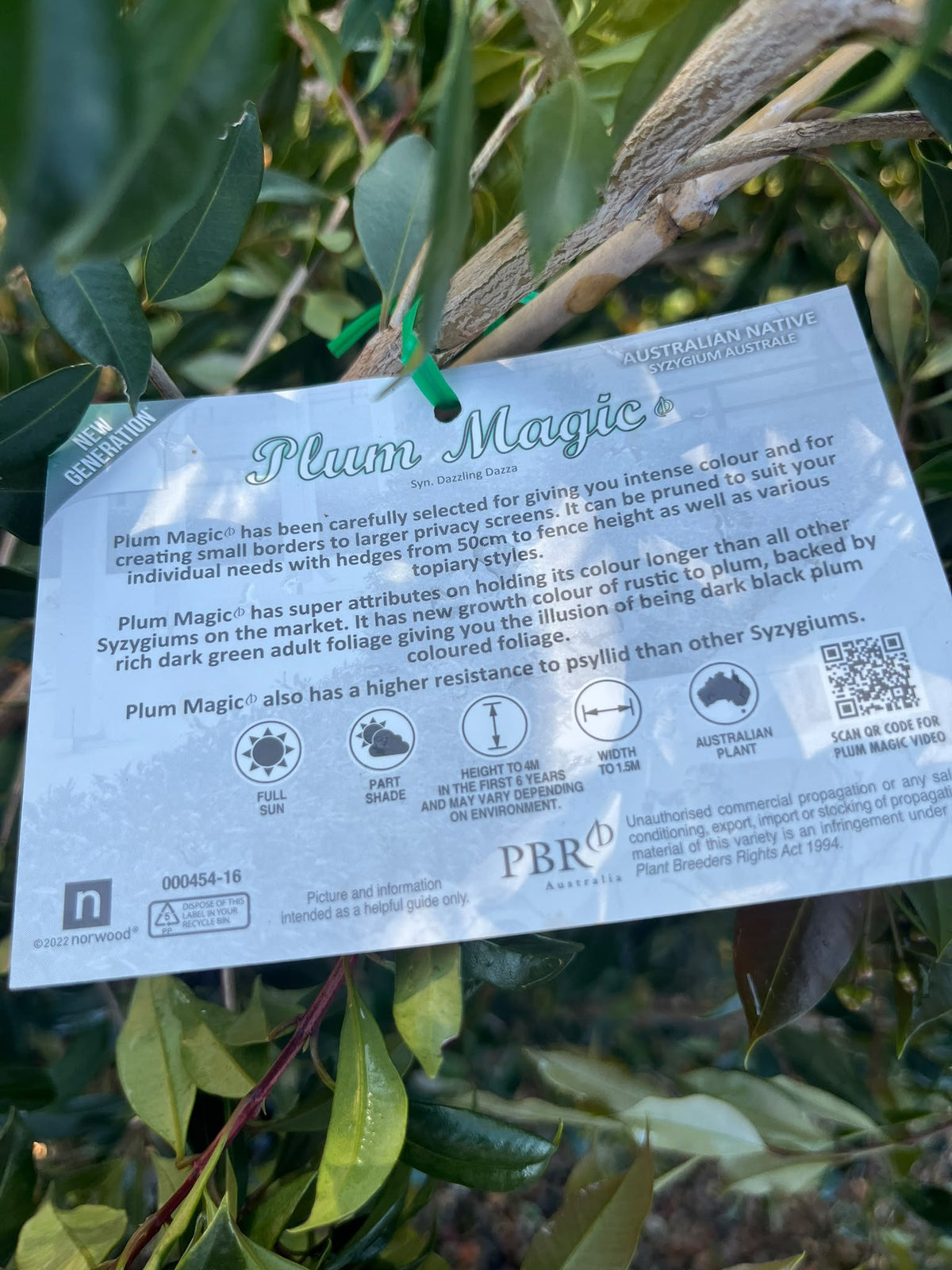 PL0110 Lilly Pilly, Brush Cherry, Scrub Cherry, Creek Lilly Pilly, Syzygium australe Plum Magic, 澳洲蒲桃, 30 cm Pot
