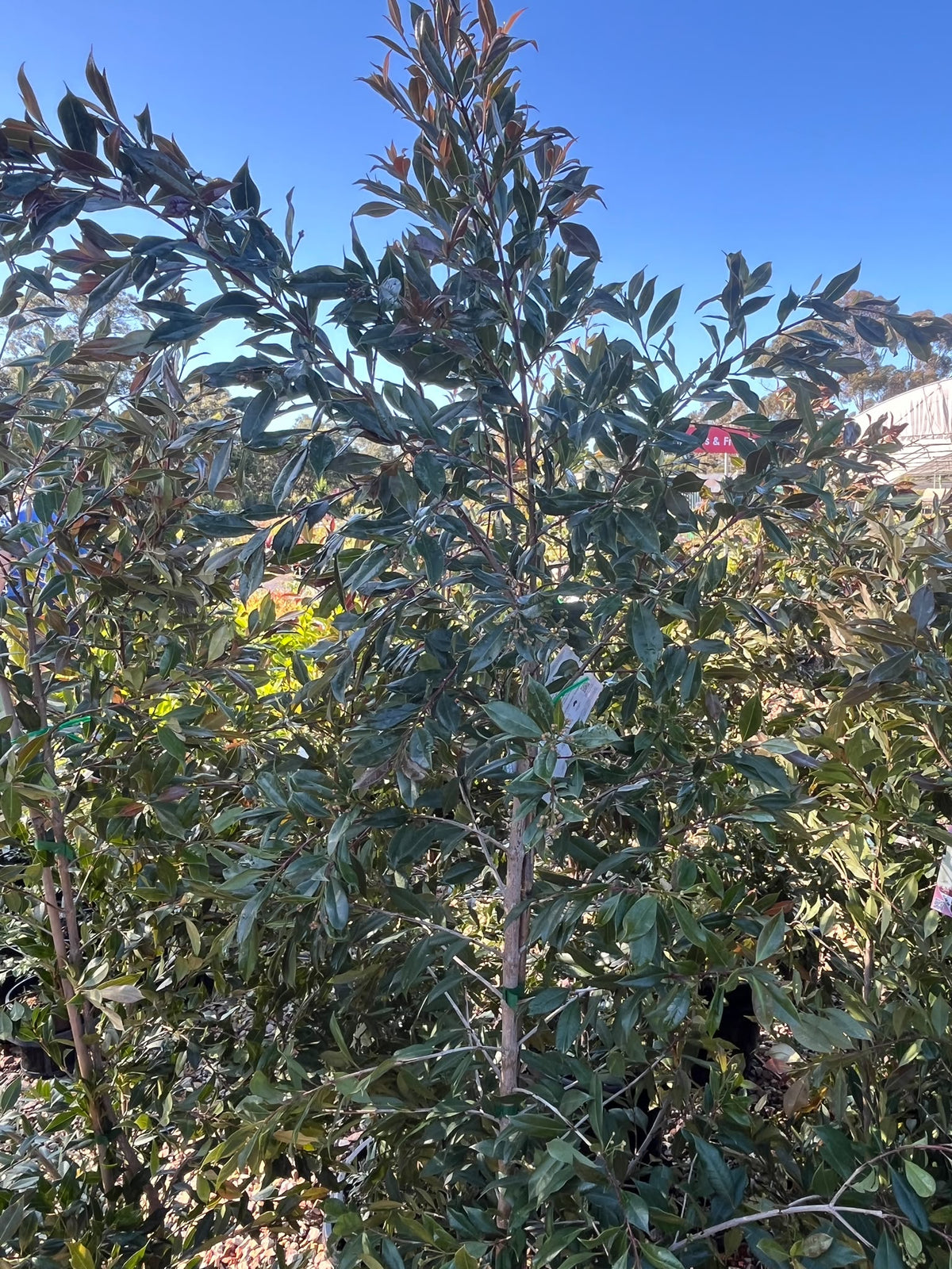 PL0110 Lilly Pilly, Brush Cherry, Scrub Cherry, Creek Lilly Pilly, Syzygium australe Plum Magic, 澳洲蒲桃, 30 cm Pot