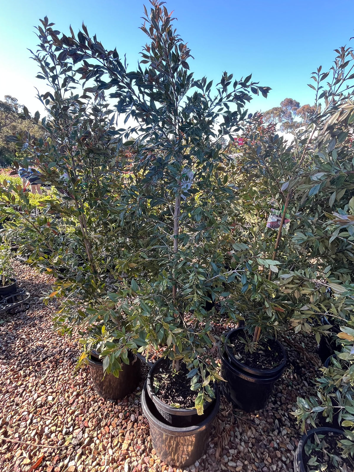 PL0110 Lilly Pilly, Brush Cherry, Scrub Cherry, Creek Lilly Pilly, Syzygium australe Plum Magic, 澳洲蒲桃, 30 cm Pot