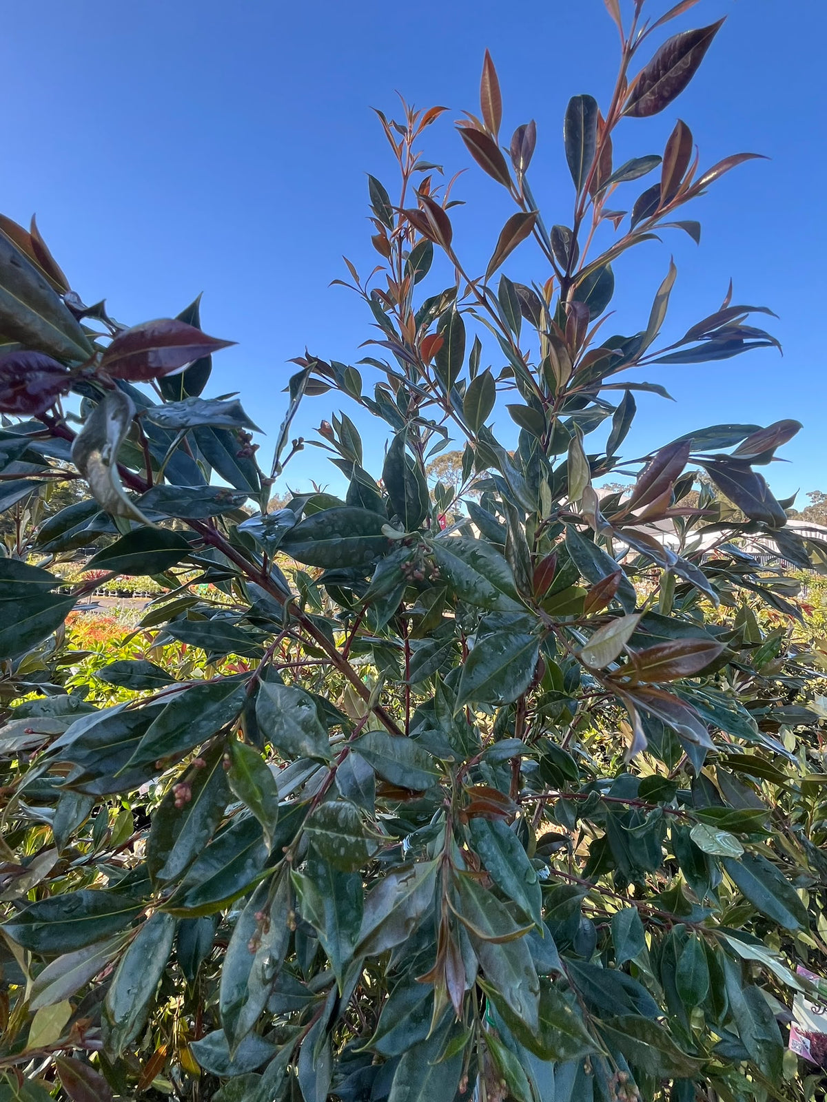 PL0110 Lilly Pilly, Brush Cherry, Scrub Cherry, Creek Lilly Pilly, Syzygium australe Plum Magic, 澳洲蒲桃, 30 cm Pot