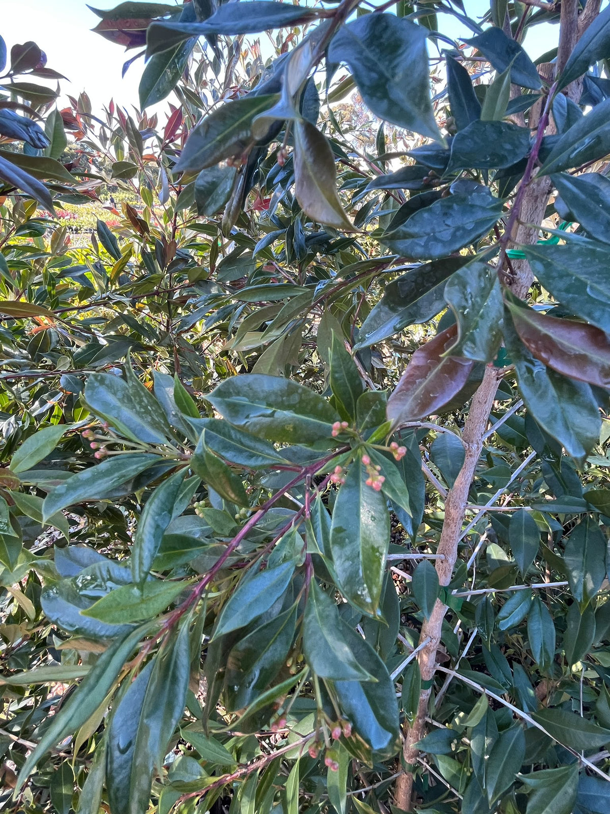 PL0110 Lilly Pilly, Brush Cherry, Scrub Cherry, Creek Lilly Pilly, Syzygium australe Plum Magic, 澳洲蒲桃, 30 cm Pot