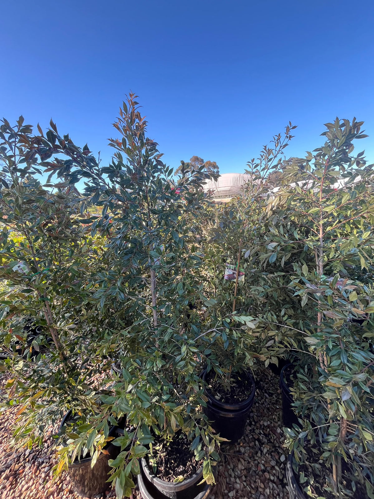 PL0110 Lilly Pilly, Brush Cherry, Scrub Cherry, Creek Lilly Pilly, Syzygium australe Plum Magic, 澳洲蒲桃, 30 cm Pot