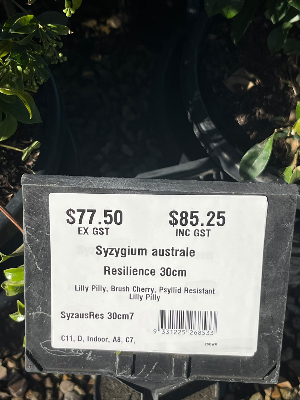 PL0111 Lilly Pilly, Brush Cherry, Psyllid Resistant Lilly Pilly, Syzygium australe Resilience, 澳洲蒲桃, 30 cm Pot