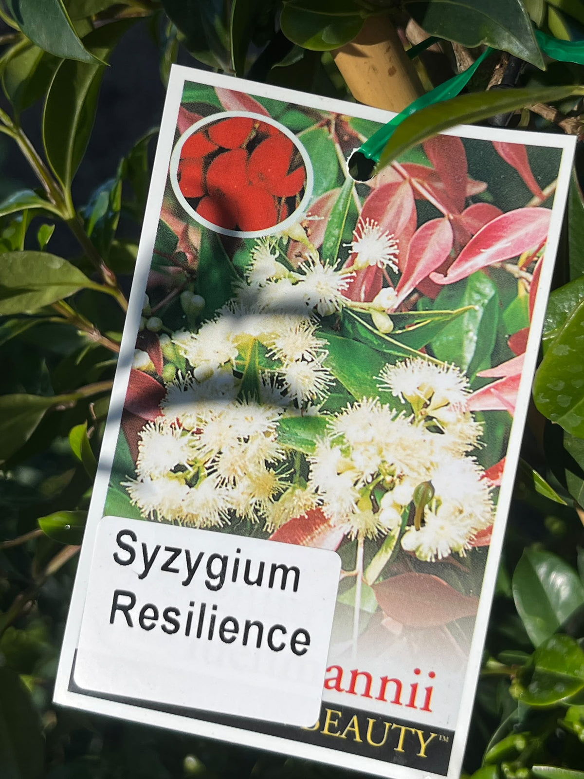 PL0111 Lilly Pilly, Brush Cherry, Psyllid Resistant Lilly Pilly, Syzygium australe Resilience, 澳洲蒲桃, 30 cm Pot