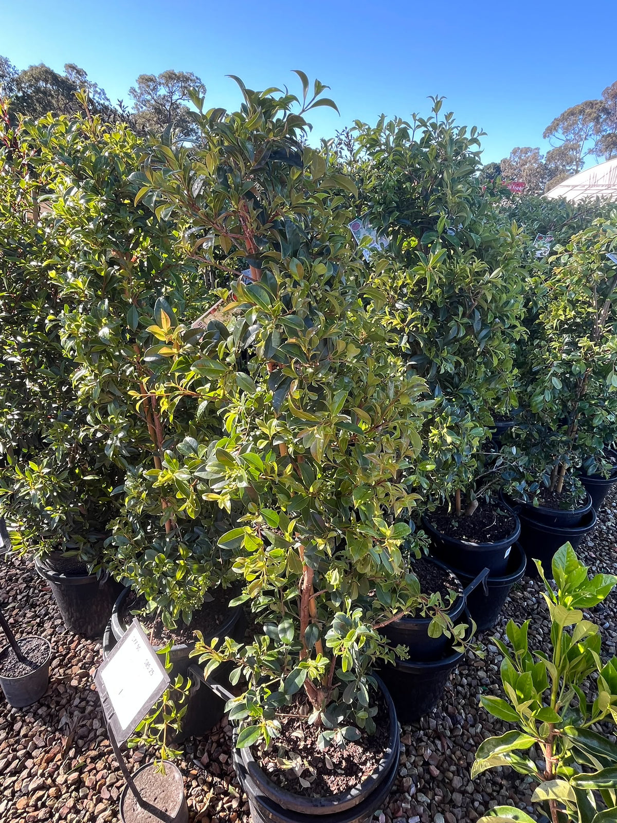 PL0111 Lilly Pilly, Brush Cherry, Psyllid Resistant Lilly Pilly, Syzygium australe Resilience, 澳洲蒲桃, 30 cm Pot