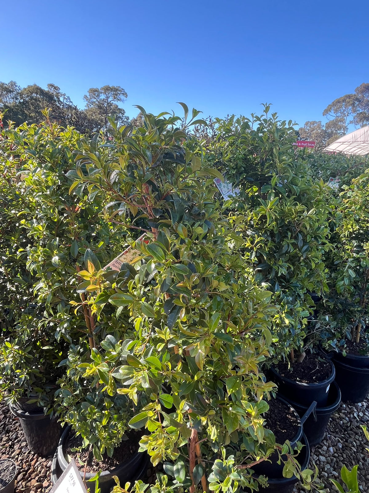PL0111 Lilly Pilly, Brush Cherry, Psyllid Resistant Lilly Pilly, Syzygium australe Resilience, 澳洲蒲桃, 30 cm Pot