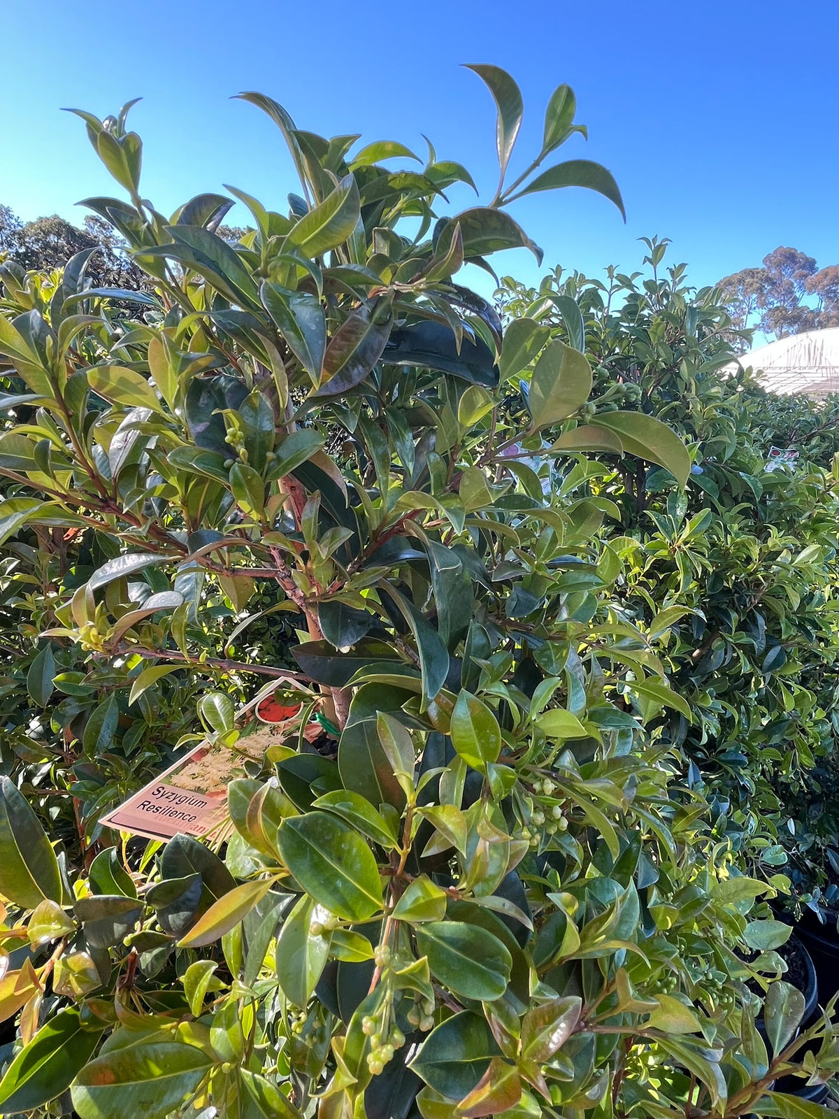 PL0111 Lilly Pilly, Brush Cherry, Psyllid Resistant Lilly Pilly, Syzygium australe Resilience, 澳洲蒲桃, 30 cm Pot