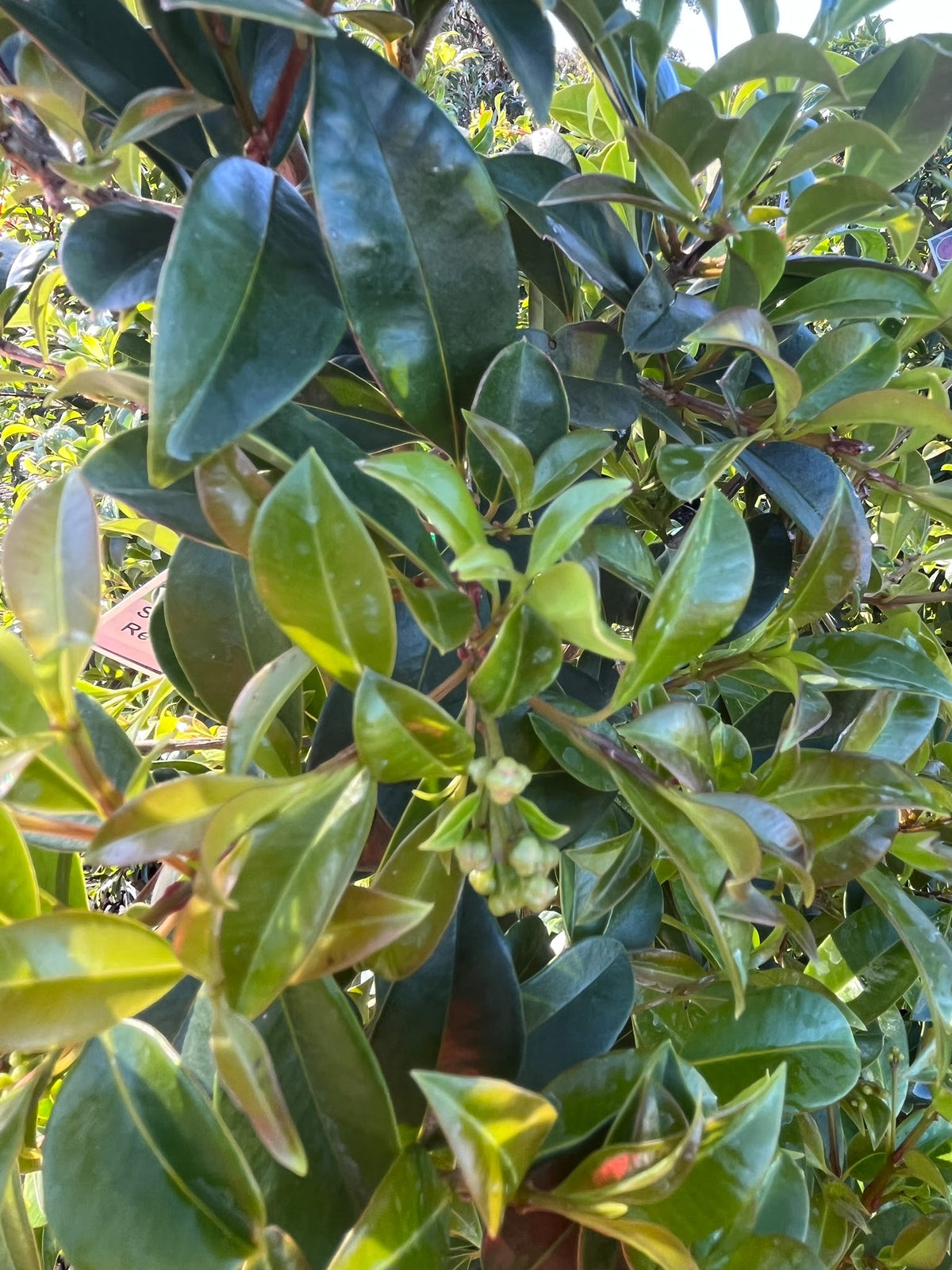 PL0111 Lilly Pilly, Brush Cherry, Psyllid Resistant Lilly Pilly, Syzygium australe Resilience, 澳洲蒲桃, 30 cm Pot