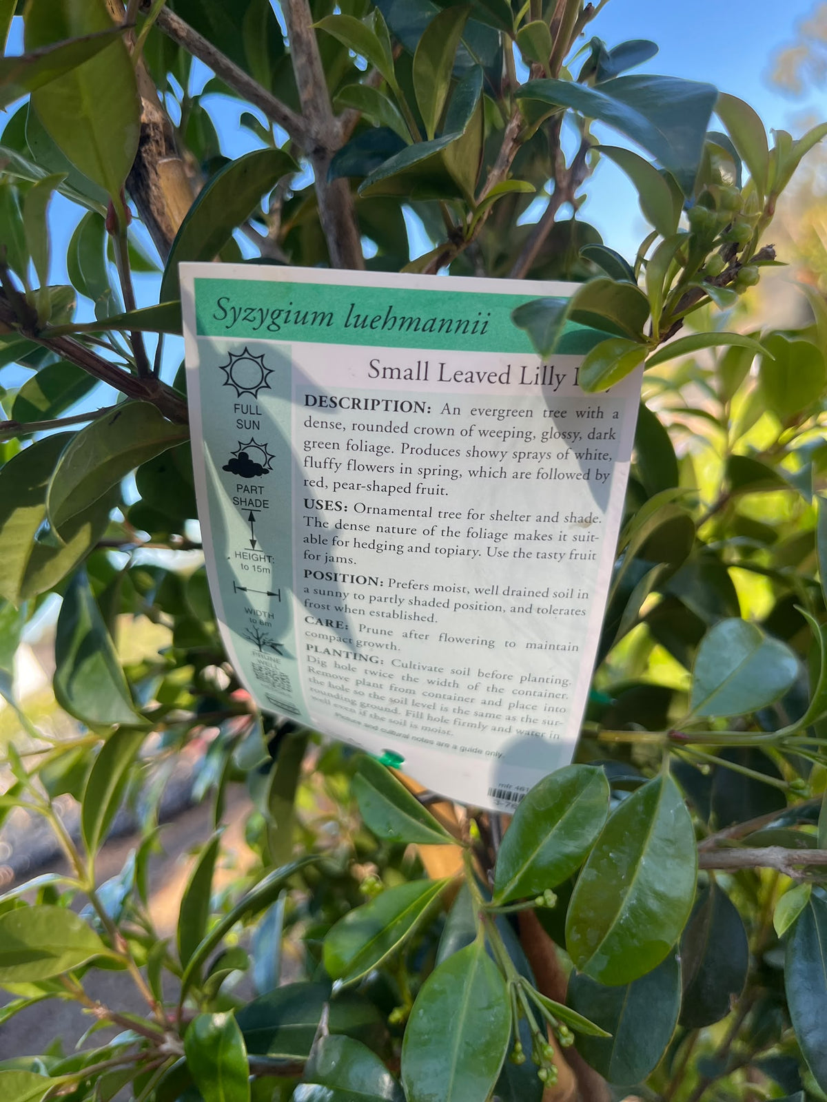 PL0111 Lilly Pilly, Brush Cherry, Psyllid Resistant Lilly Pilly, Syzygium australe Resilience, 澳洲蒲桃, 30 cm Pot