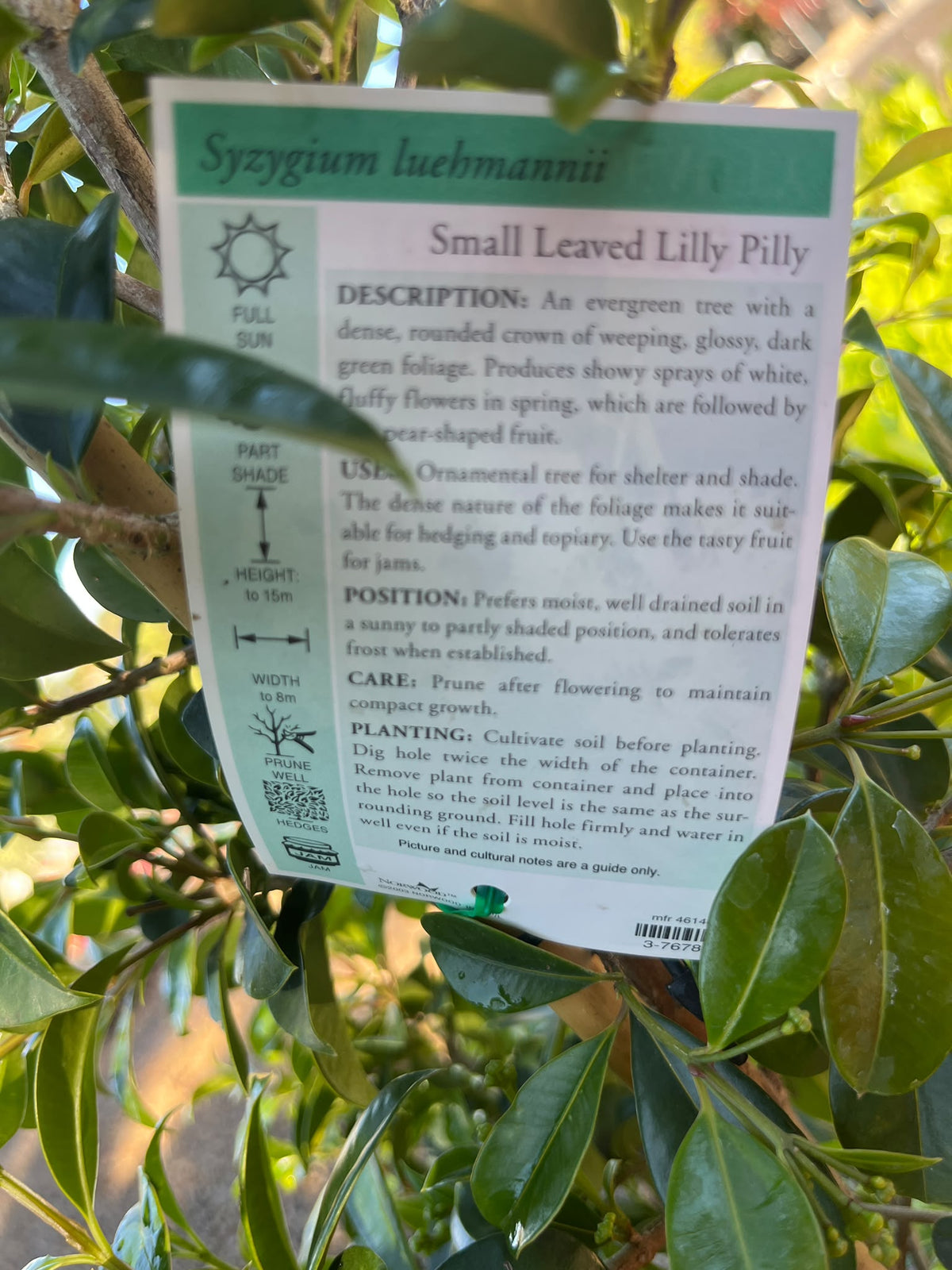 PL0111 Lilly Pilly, Brush Cherry, Psyllid Resistant Lilly Pilly, Syzygium australe Resilience, 澳洲蒲桃, 30 cm Pot