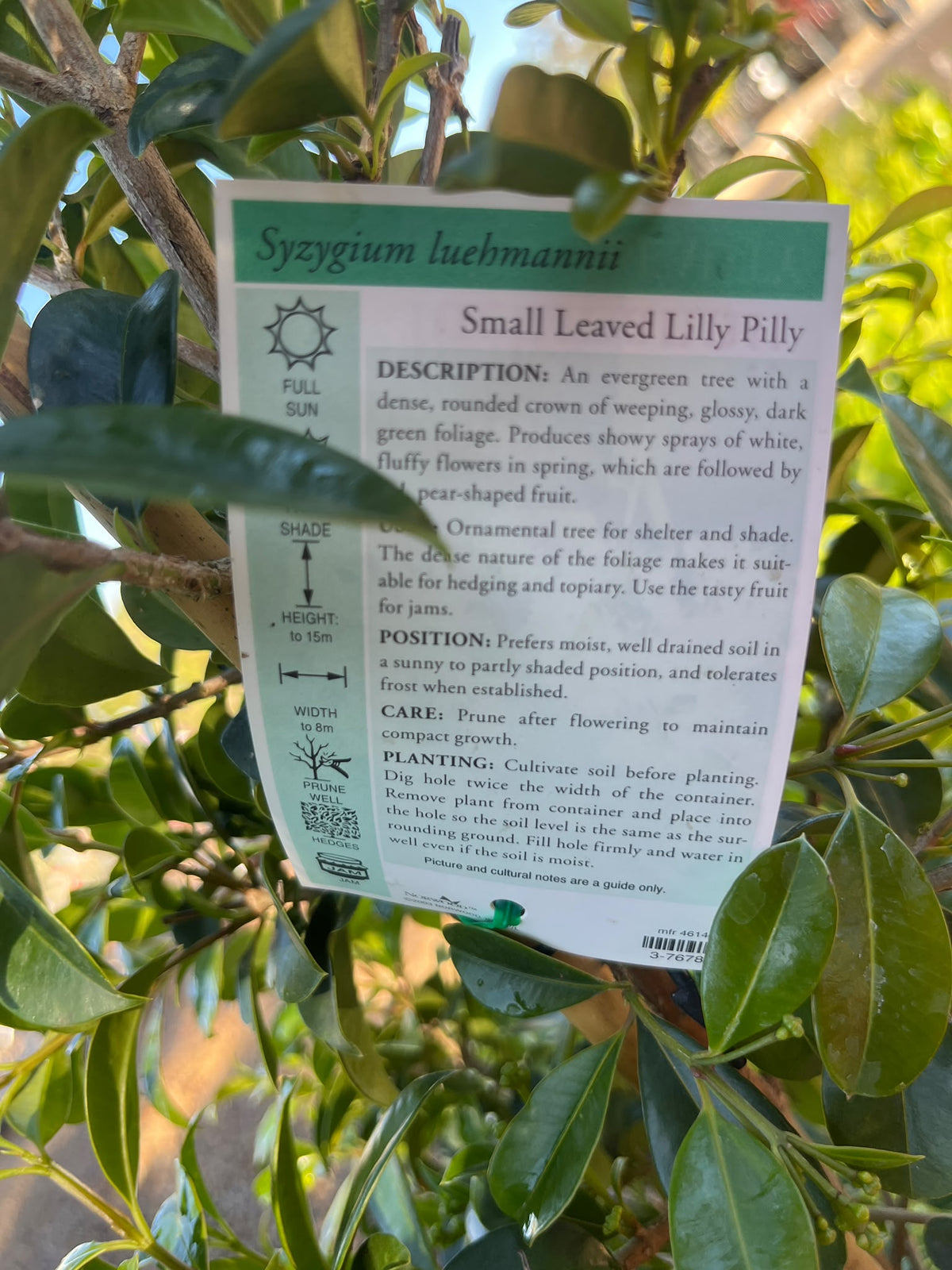 PL0111 Lilly Pilly, Brush Cherry, Psyllid Resistant Lilly Pilly, Syzygium australe Resilience, 澳洲蒲桃, 30 cm Pot
