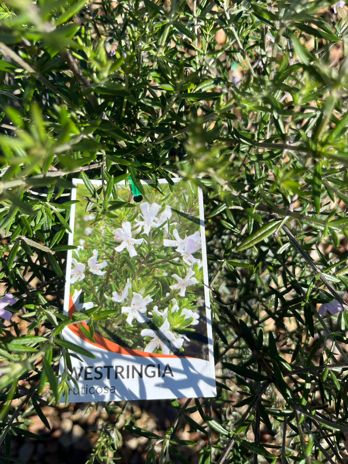 PL0113 Native Rosemary, Coastal Rosemary, Coast Rosemary, Westringia fruticosa, 海滨迷迭香, 20 cm Pot