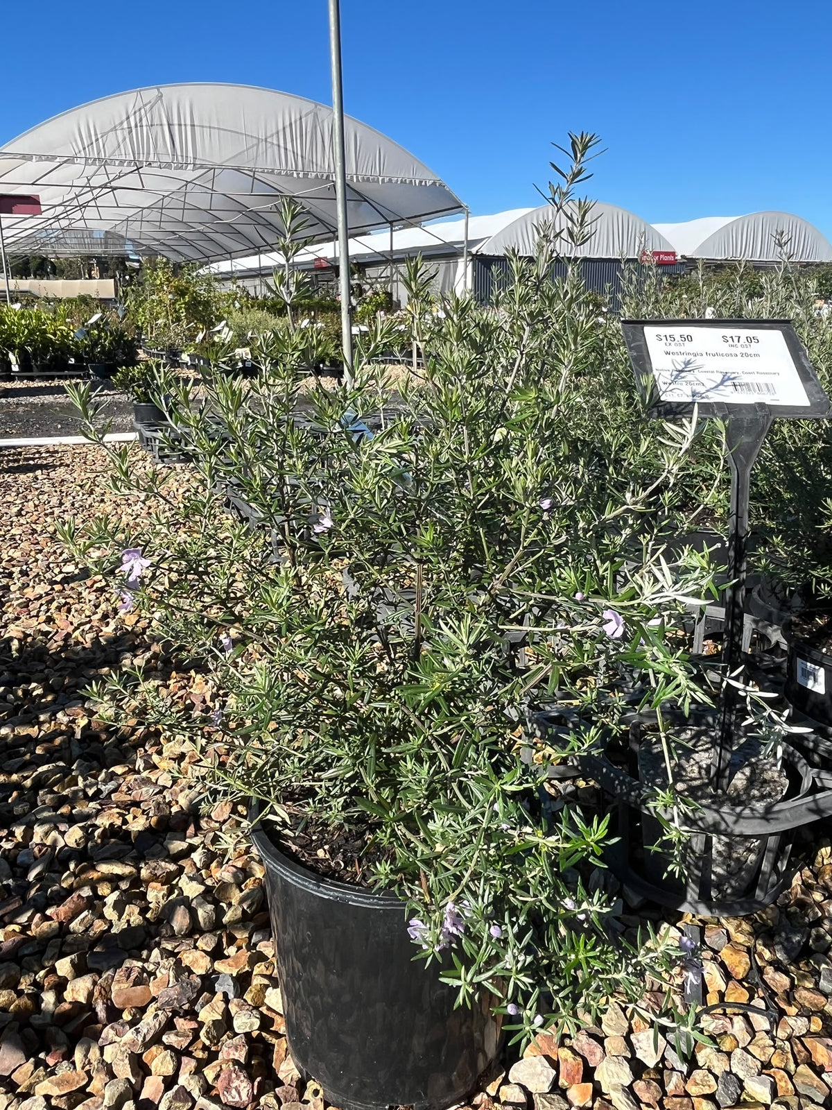 PL0113 Native Rosemary, Coastal Rosemary, Coast Rosemary, Westringia fruticosa, 海滨迷迭香, 20 cm Pot