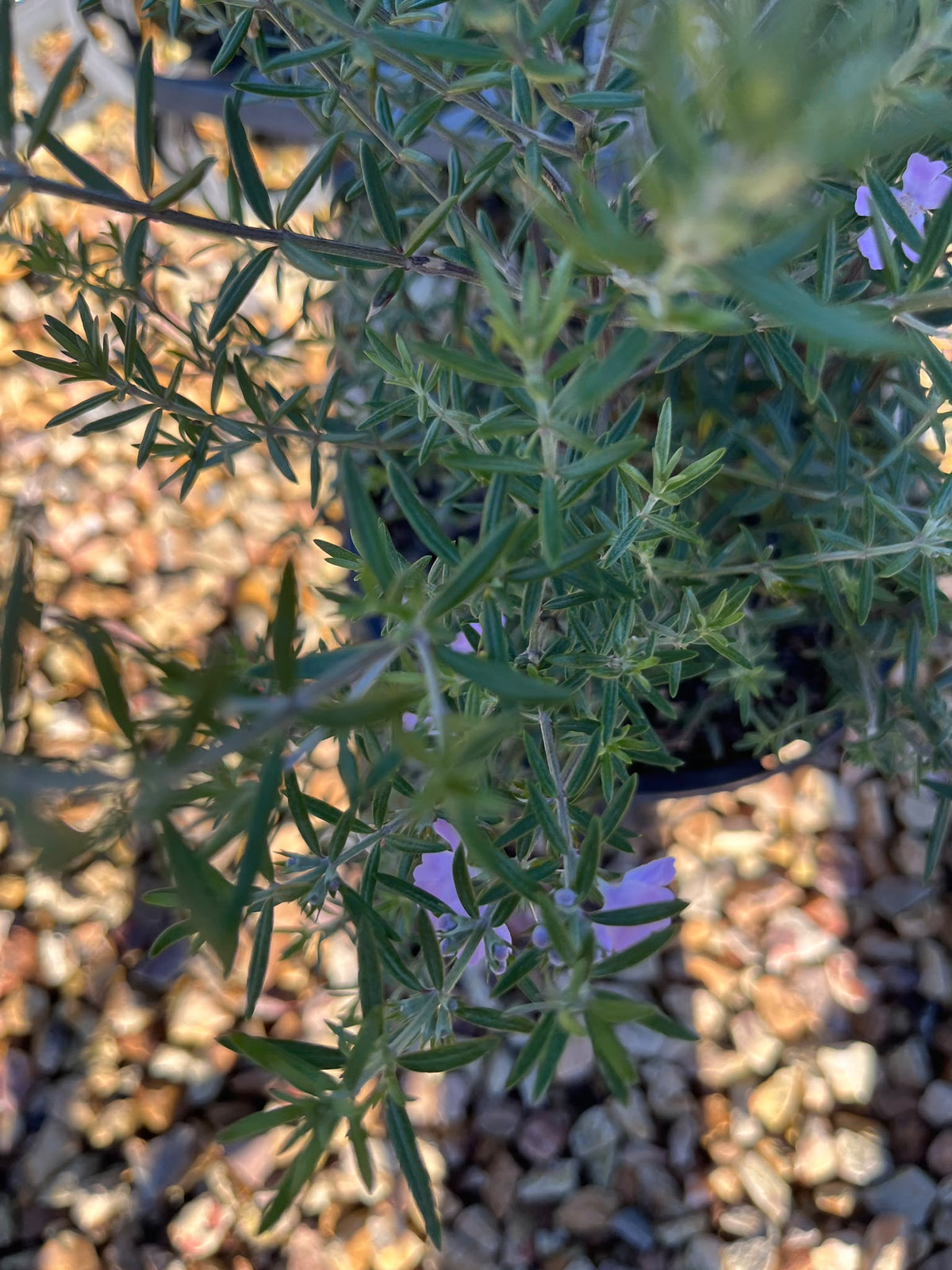 PL0113 Native Rosemary, Coastal Rosemary, Coast Rosemary, Westringia fruticosa, 海滨迷迭香, 20 cm Pot