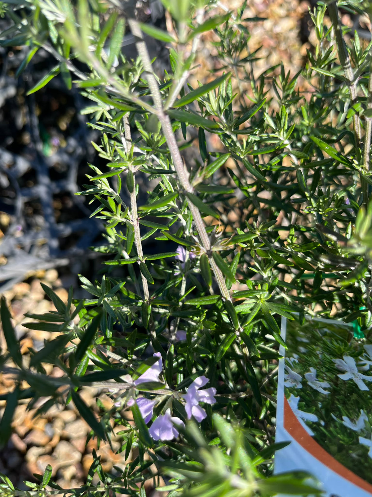 PL0113 Native Rosemary, Coastal Rosemary, Coast Rosemary, Westringia fruticosa, 海滨迷迭香, 20 cm Pot