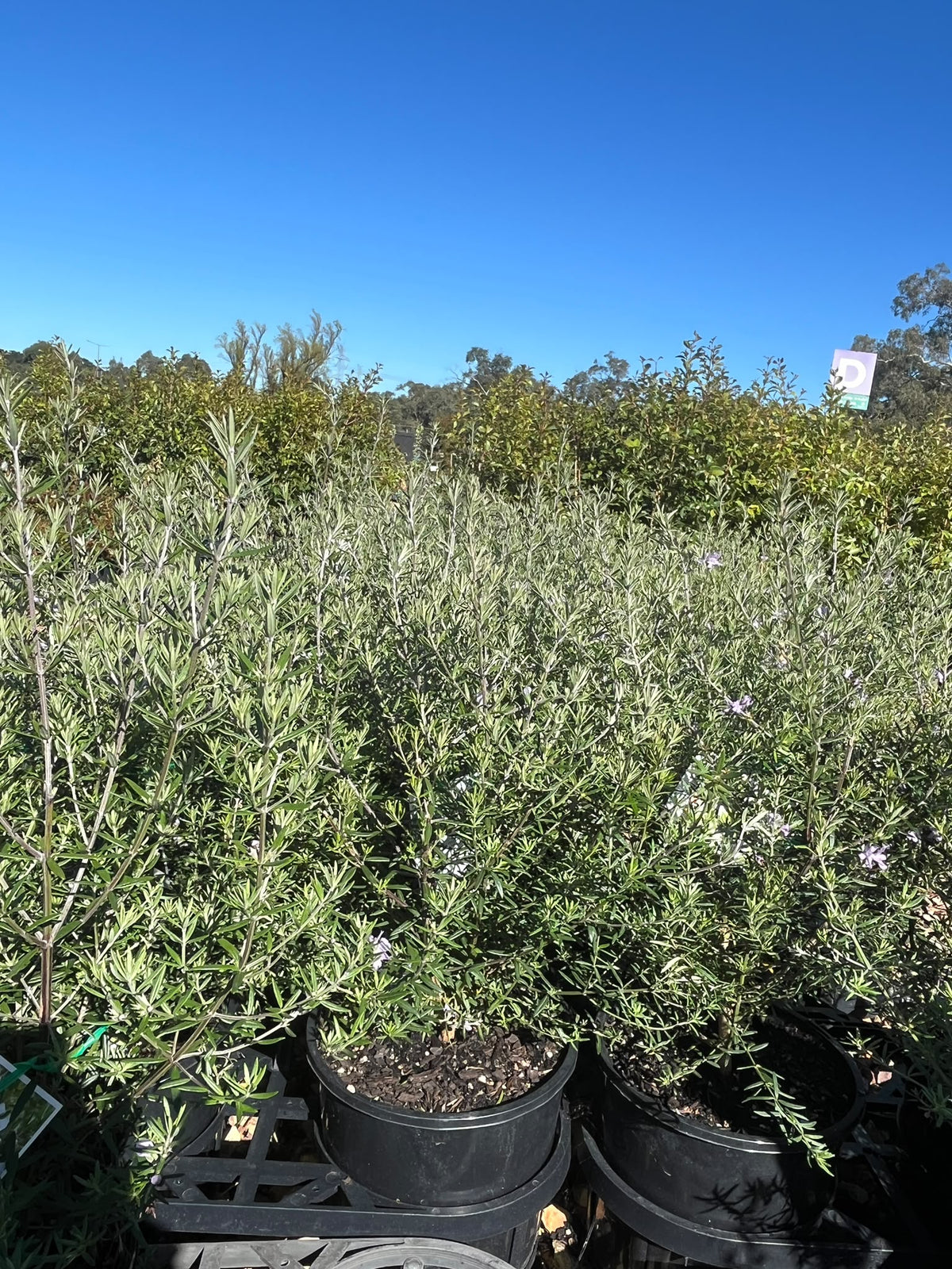 PL0113 Native Rosemary, Coastal Rosemary, Coast Rosemary, Westringia fruticosa, 海滨迷迭香, 20 cm Pot