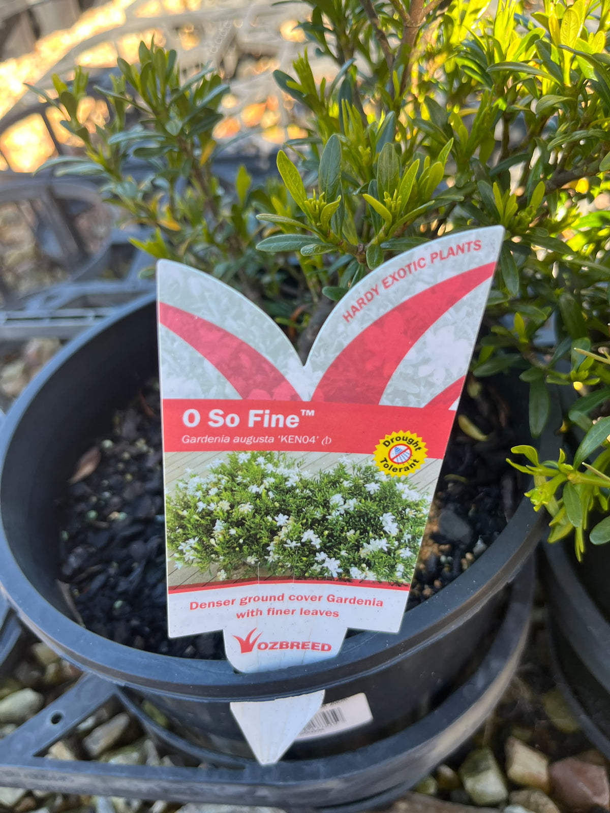 PL0114 Fragrant Gardenia, KEN04, Gardenia augusta O So Fine, 栀子花, 20 cm Pot