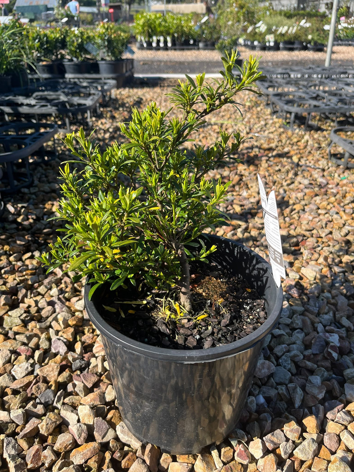 PL0114 Fragrant Gardenia, KEN04, Gardenia augusta O So Fine, 栀子花, 20 cm Pot
