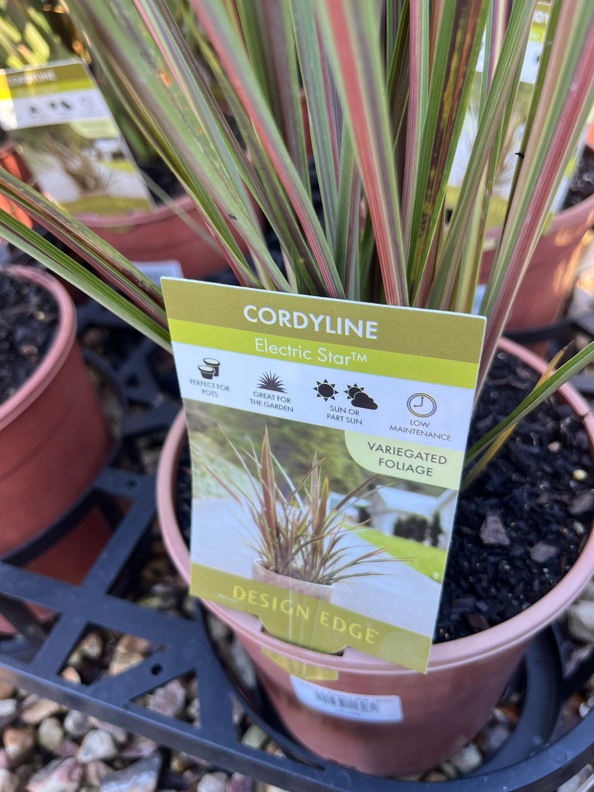 PL0115 Cabbage Tree, Cabbage Palm, Design Edge, SPRICORFLASH, Cordyline banksii Electric Flash, 朱蕉, 17 cm Pot