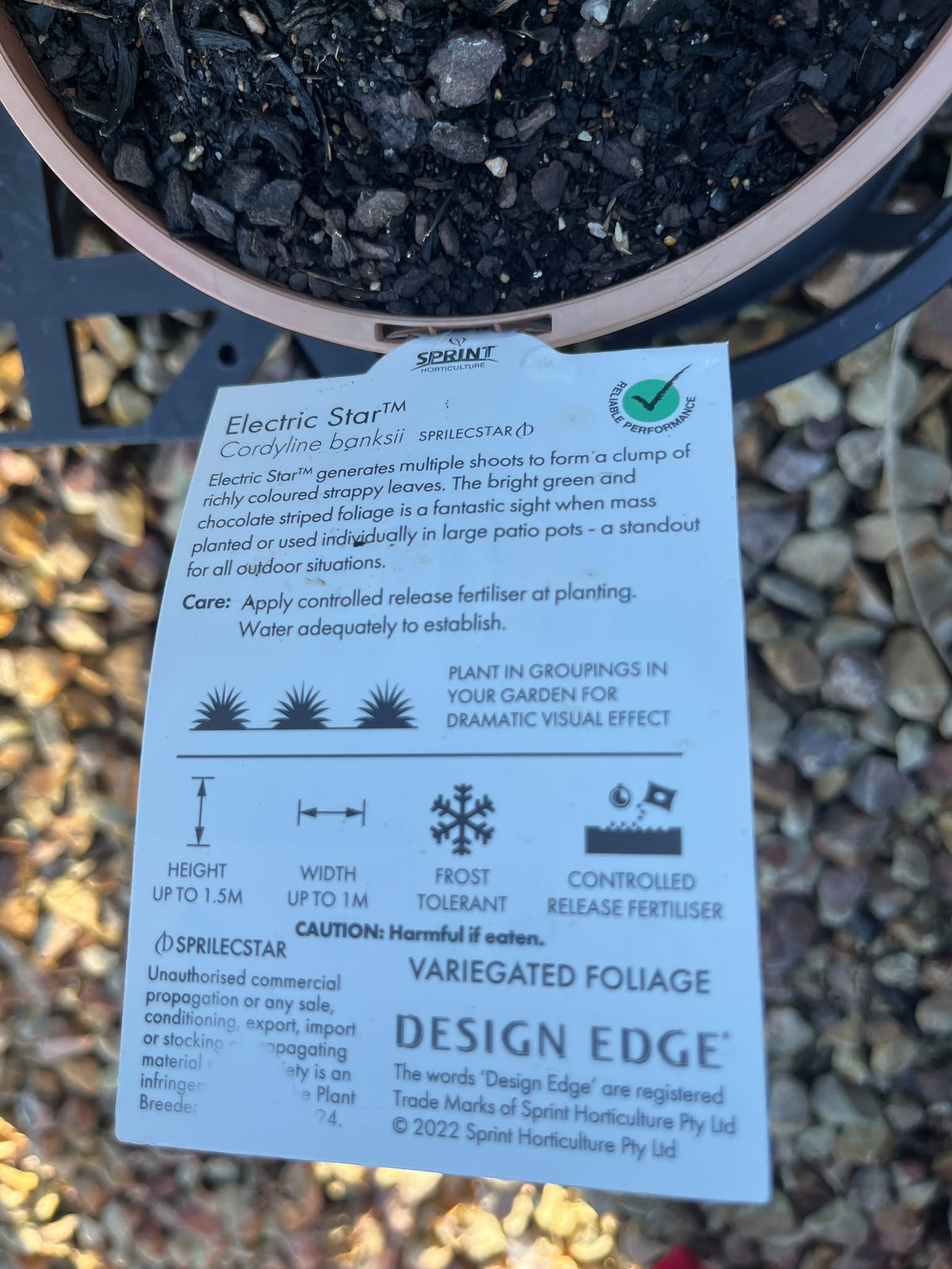 PL0115 Cabbage Tree, Cabbage Palm, Design Edge, SPRICORFLASH, Cordyline banksii Electric Flash, 朱蕉, 17 cm Pot